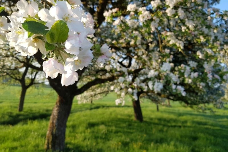 Apfelblüte in Frickingen