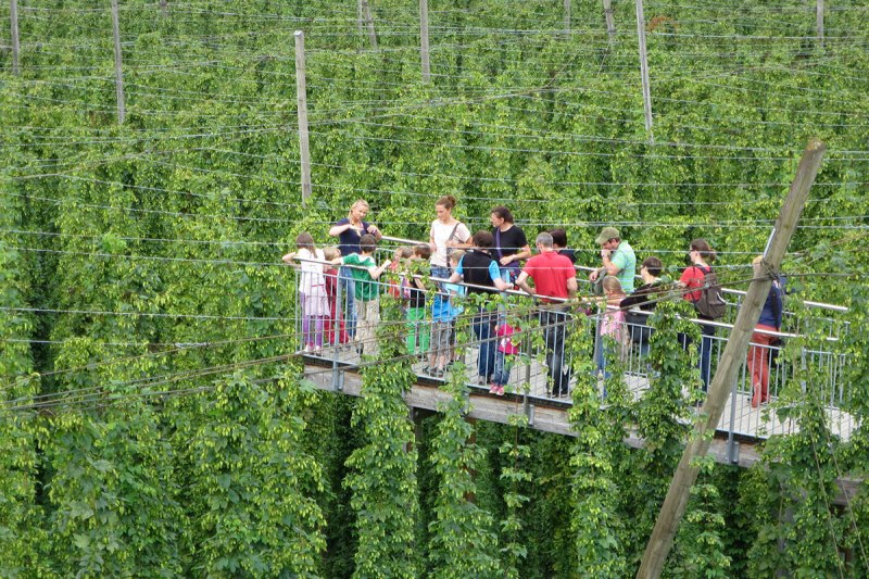 Der 6m hohe Hopfensteg bietet Besuchern einen tollen Blick über die Hopfengärten.