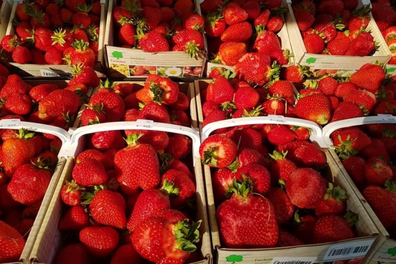Zur Erdbeerernte des Fuchshofs im Frühsommer kann man auf den ausgeschilderten Selbstpflückfeldern Erdbeeren satt ernten.